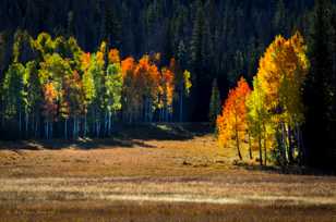 Aspen forest-1634